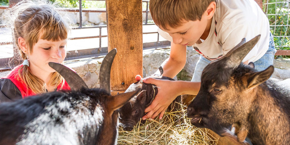 Wildparks & Zoos - Ausflugsziel im Salzburger Land